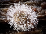 Kugelspringer (Sminthuridae, Collembola) von dem erst kürzlich entdeckten Pilz Pandora batellata parasitiert. Kugelspringer sind sehr klein, sie werden nur 0,5 bis 2 mm groß.